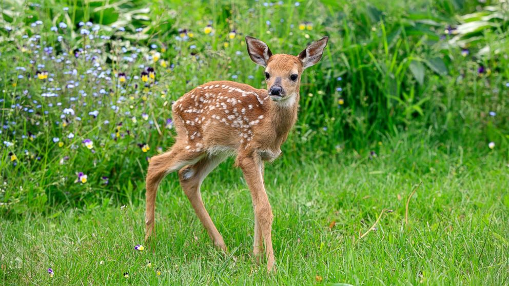 A white-tailed deer is shown in this undated file photo.