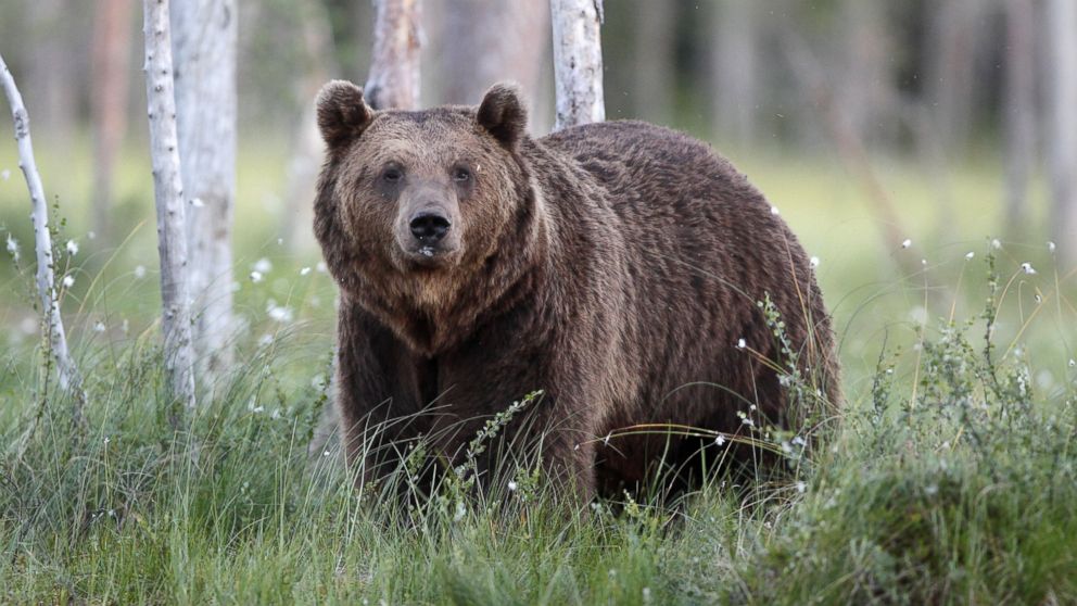 Bear-proof trash cans were tested at a facility near Yellowstone National Park.