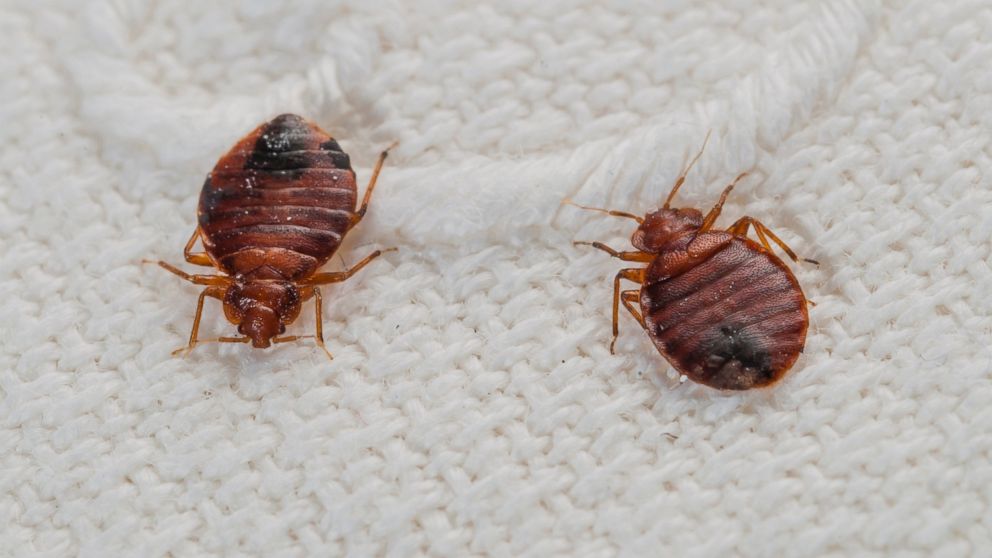 A couple of bed bugs are seen on a bed sheet.