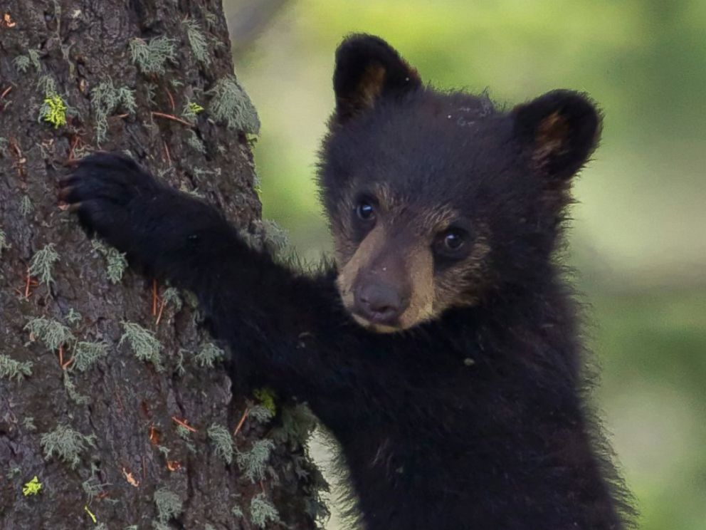 cute baby black bear