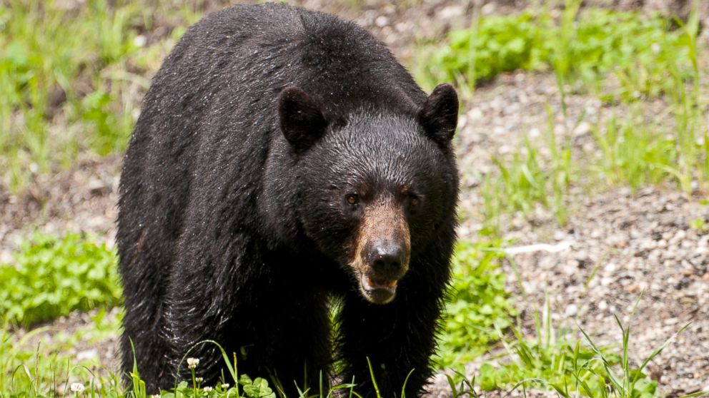 A mother is hospitalized after a black bear attacked her in her gated community in Longwood, Fla., Dec. 3, 2013.