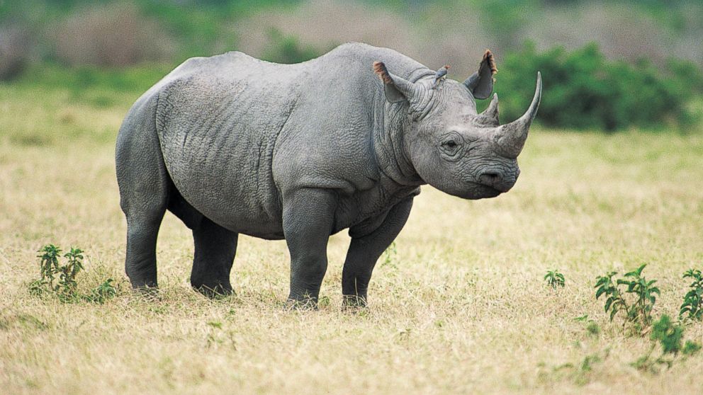 Texas Hunting Club Auctioning off Permit to Hunt Endangered Rhino - ABC News
