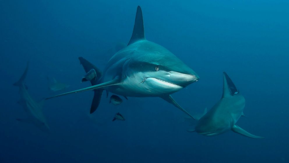 Florida S Shark Bite Capital Of The World Claims Two More Victims Abc News