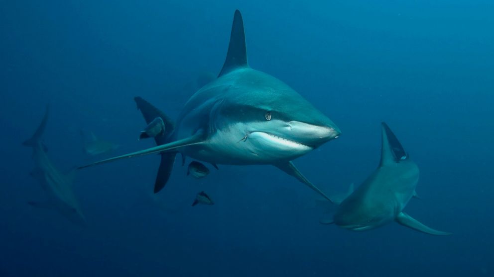 A blacktip shark is seen in this undated file photo.