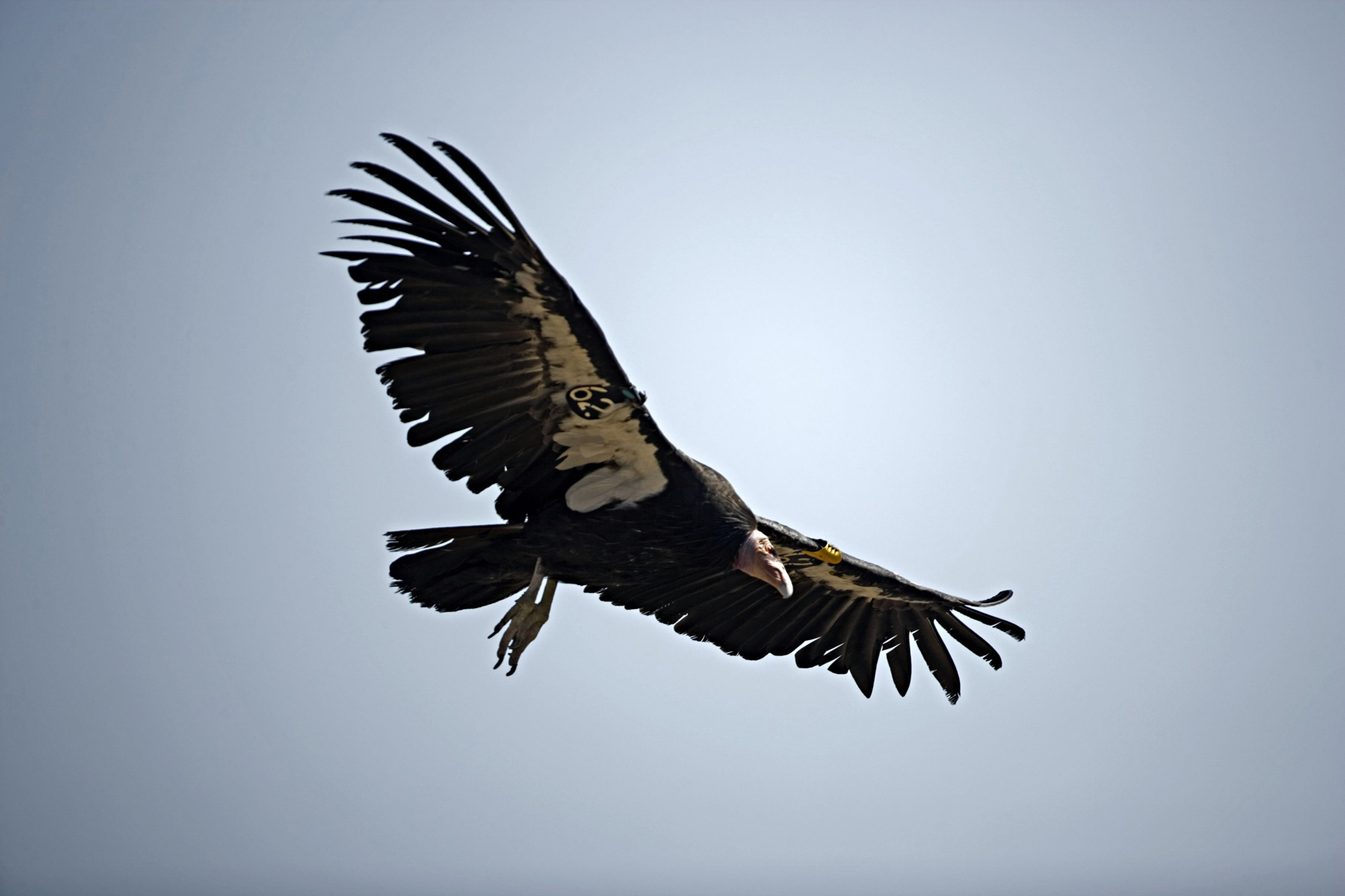 PHOTO: California Condor (Gymnogyps californianus) is pictured in flight in this undated stock photo.