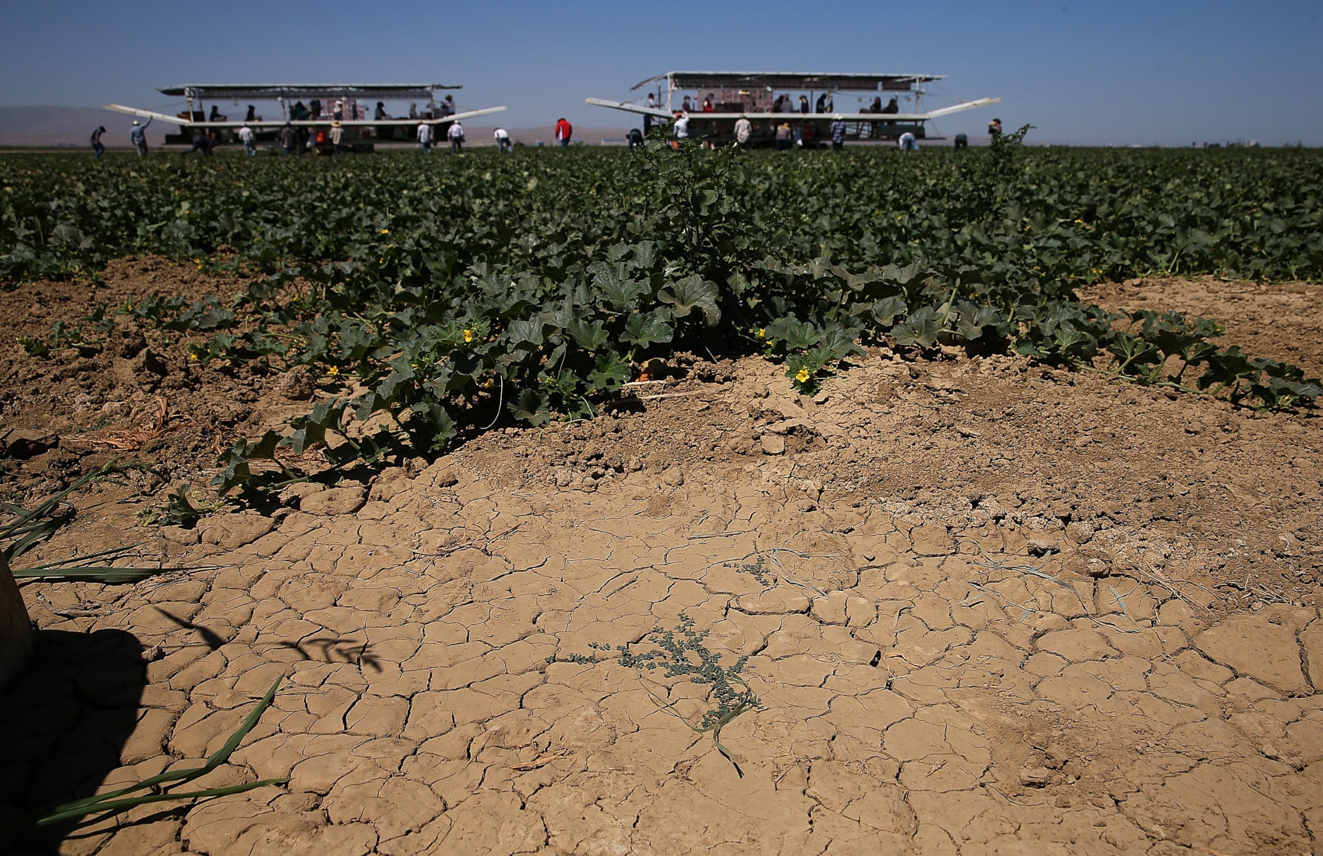 PHOTO: Dry cracked earth is visible on a cantaloupe farm, Aug. 22, 2014 near Firebaugh, Calif. 