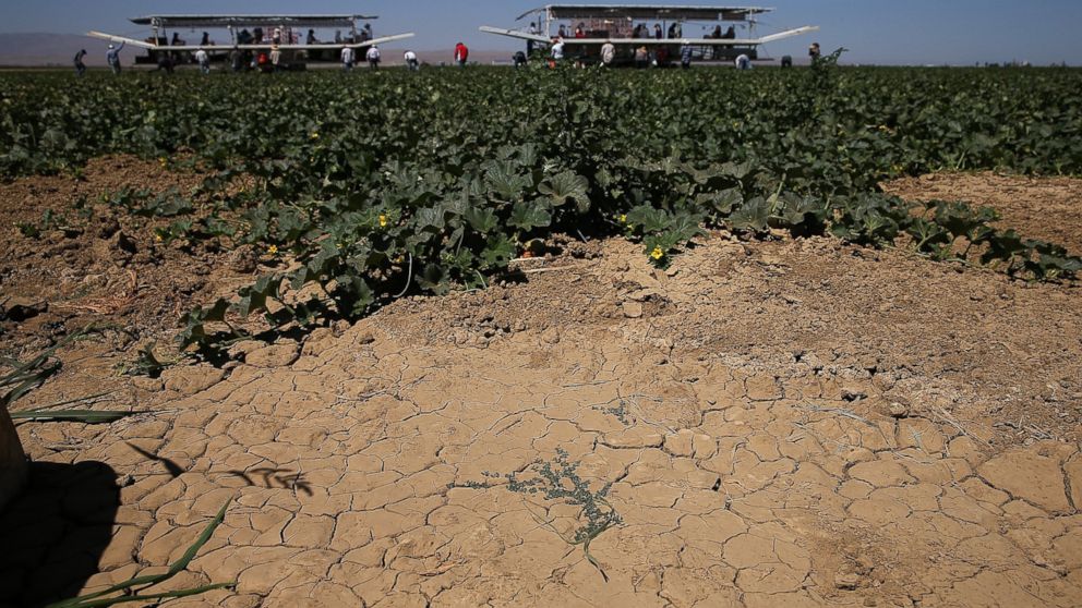 PHOTO: Dry cracked earth is visible on a cantaloupe farm, Aug. 22, 2014 near Firebaugh, Calif.