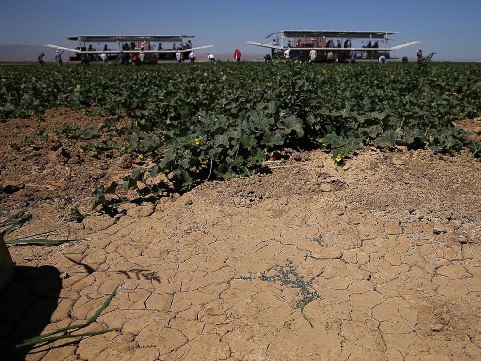 PHOTO: Dry cracked earth is visible on a cantaloupe farm, Aug. 22, 2014 near Firebaugh, Calif.