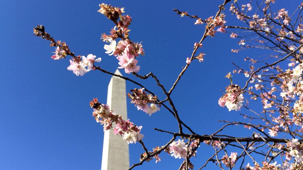 Cherry blossoms are seen on a tree in front of the Washington Monument, Jan. 2, 2016, in Washington.
