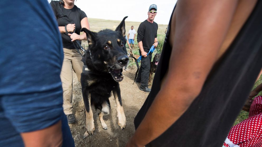 PHOTO: A guard dog handled by a private security guard lunges toward protestors during a demonstration near Cannonball, North Dakota, Sept. 3, 2016.