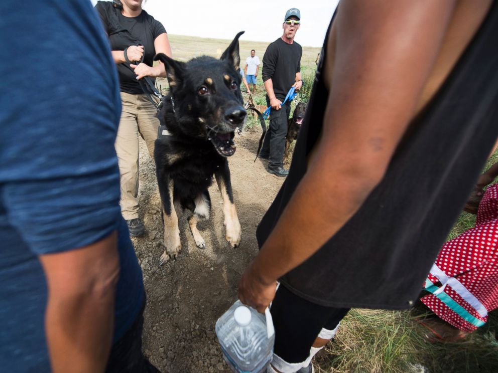 PHOTO: A guard dog handled by a private security guard lunges toward protestors during a demonstration near Cannonball, North Dakota, Sept. 3, 2016.