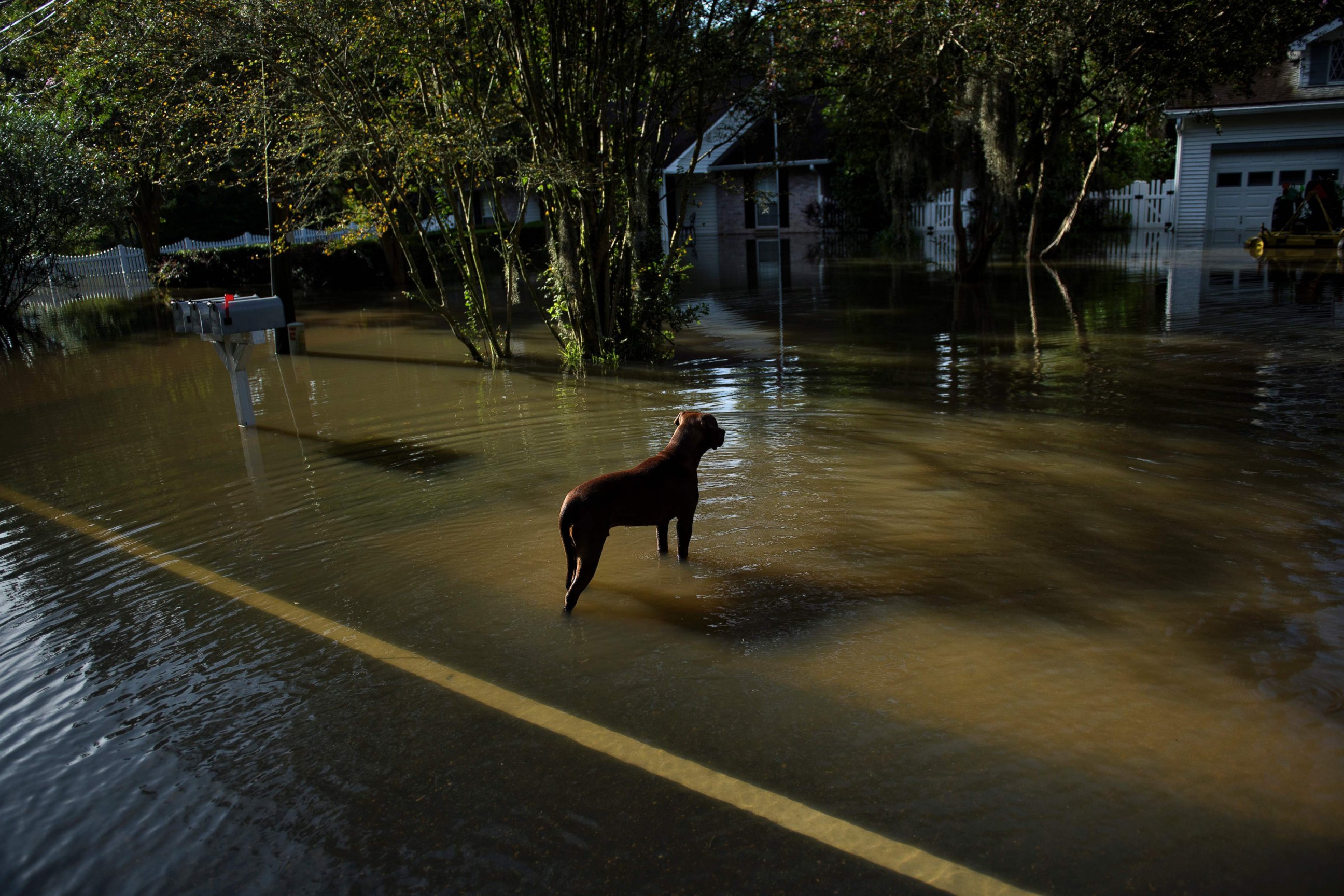 PHOTO: A dog wanders through a flooded neighborhood, Aug. 16, 2016, in Gonzales, Louisiana.