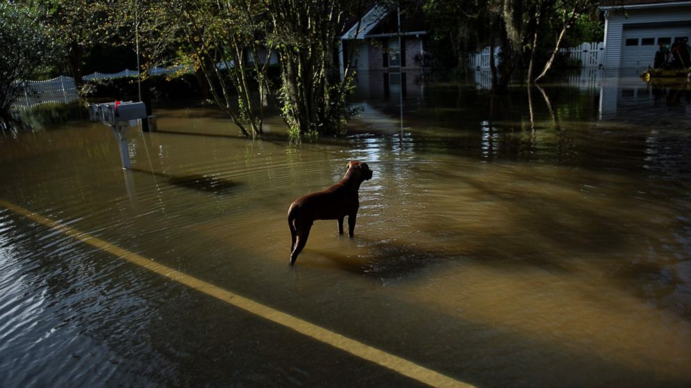 PHOTO: A dog wanders through a flooded neighborhood, Aug. 16, 2016, in Gonzales, Louisiana.