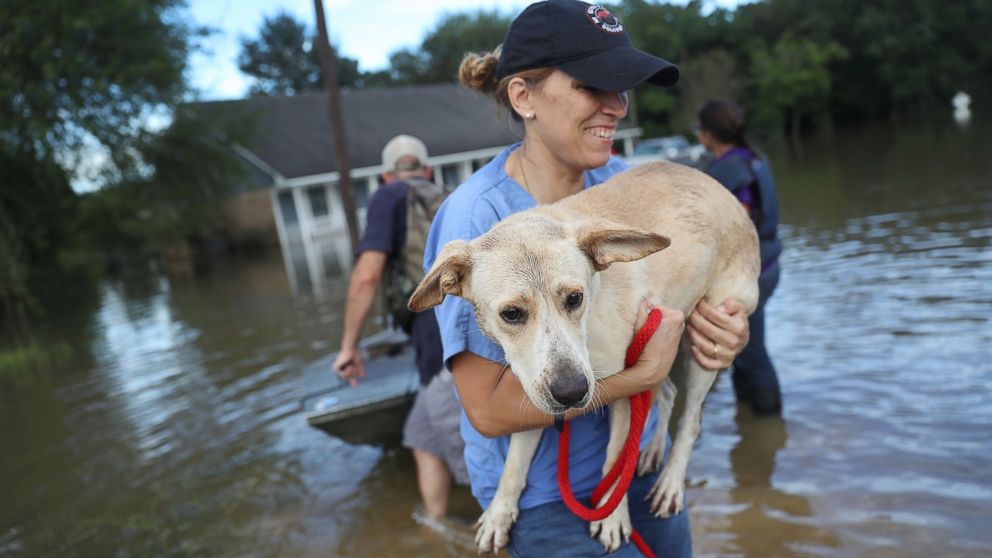 PHOTO: Ann Chapman from the Louisiana State Animal Response Team carries a dog she helped rescue from flood waters, Aug. 15, 2016, in Baton Rouge, Louisiana.