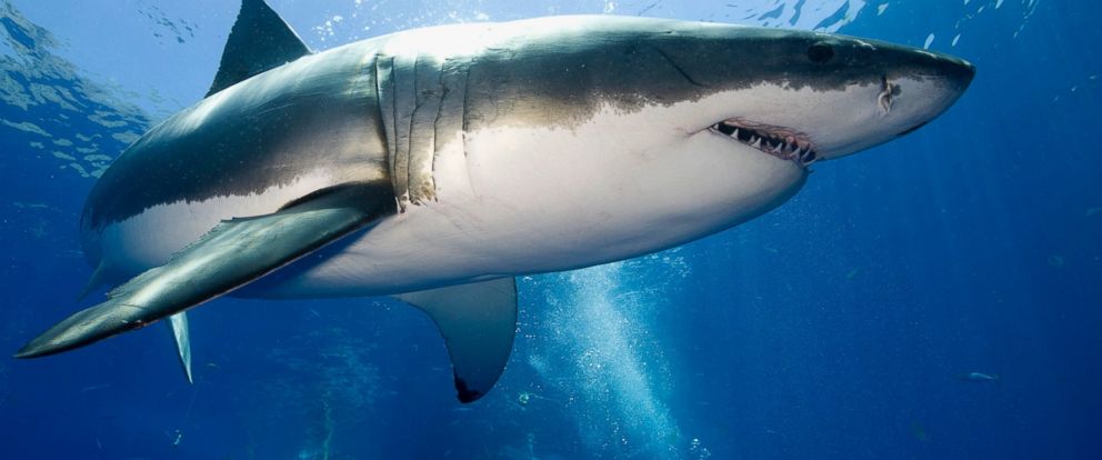 Find Out Why This Great White Shark Is In The Gulf Of Mexico Abc News