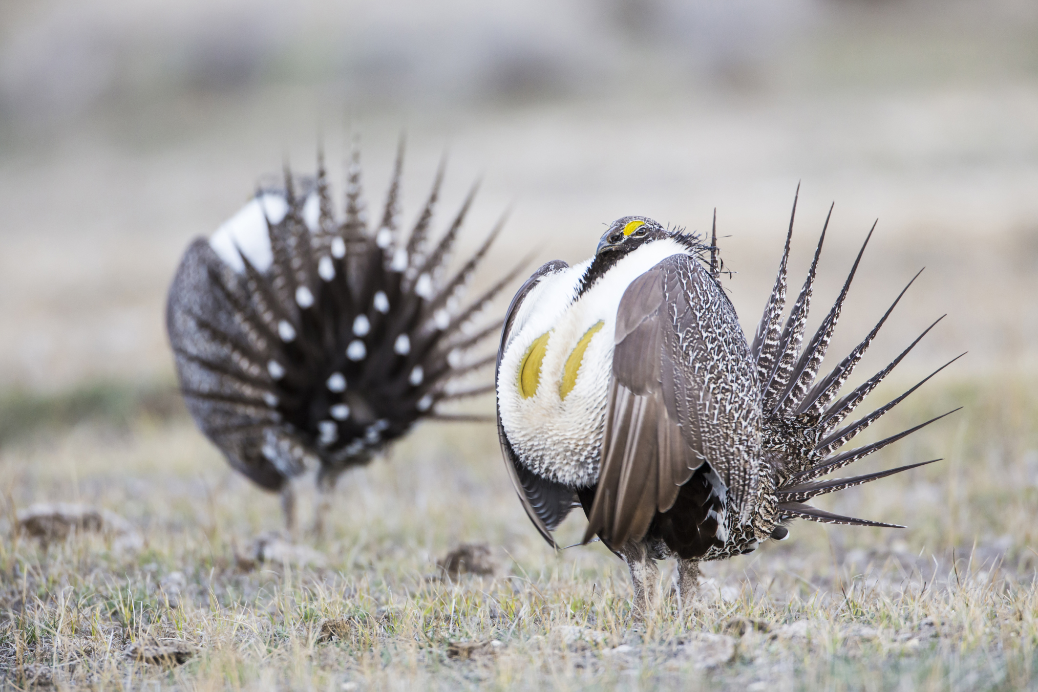PHOTO: Male greater sage-grouse (Centrocercus urophasianus) is pictured in Sublette County, Wyoming, in this undated stock photo.