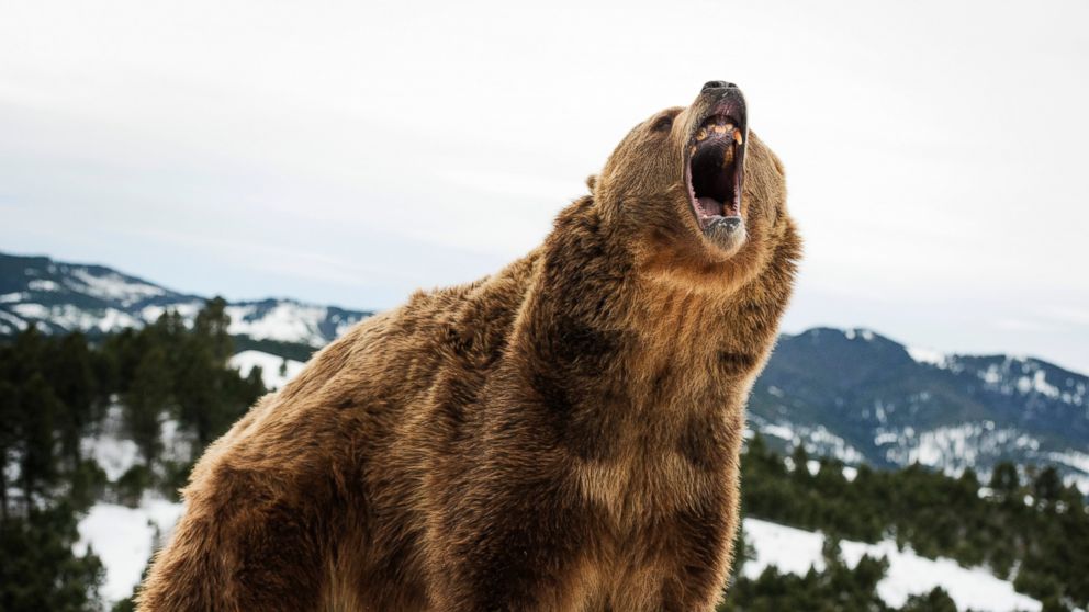 VIDEO: Tips to Survive a Bear Attack 