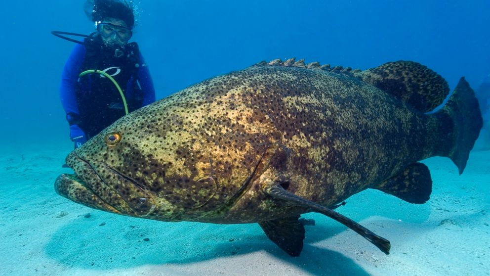 A diver observes a Goliath grouper in Key Largo, Fla.