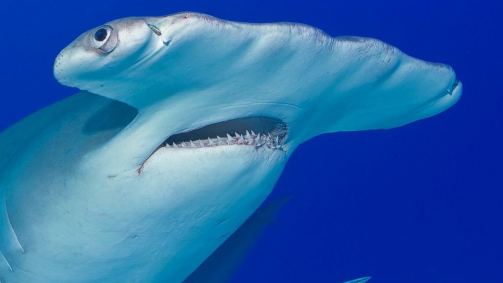 A great hammerhead shark is pictured in this stock image.