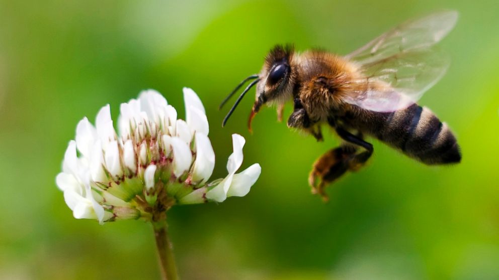 A honey bee is seen in flight.