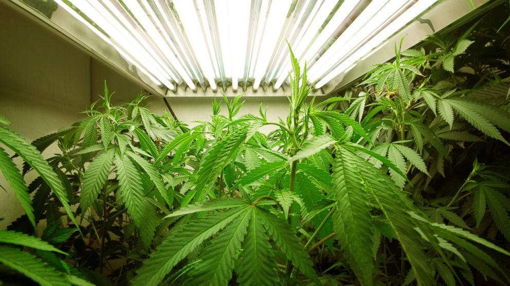 Over 500 marijuana plants were found in a Mass. house fire, June 11, 2014.