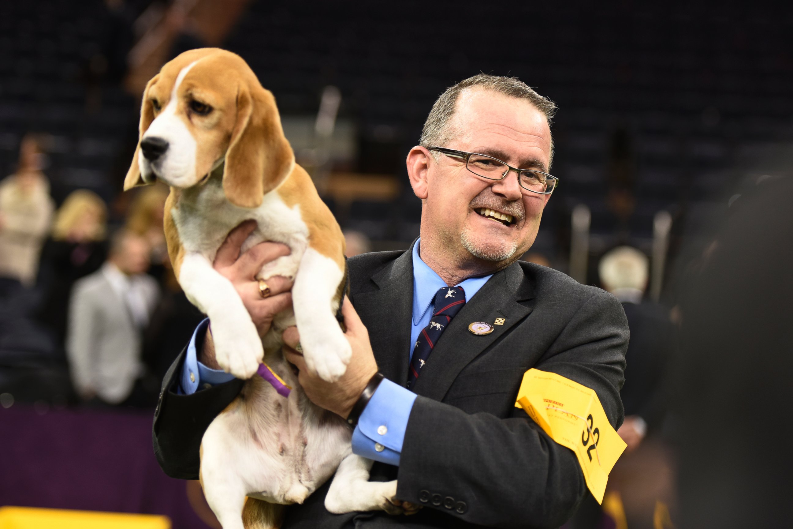PHOTO: "Best in Show Winner" Miss P is pictured during the 139th Annual Westminster Kennel Club Dog Show at Madison Square Garden in New York City on Feb. 17, 2014.