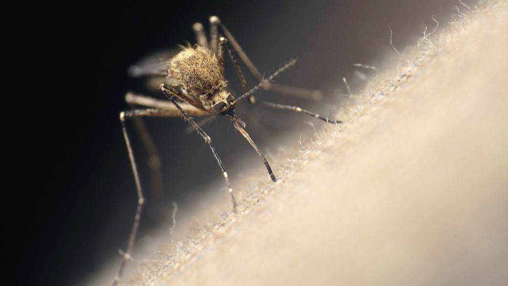 PHOTO: Orkin released its Top 20 list of US cities with the worst case of mosquitoes.