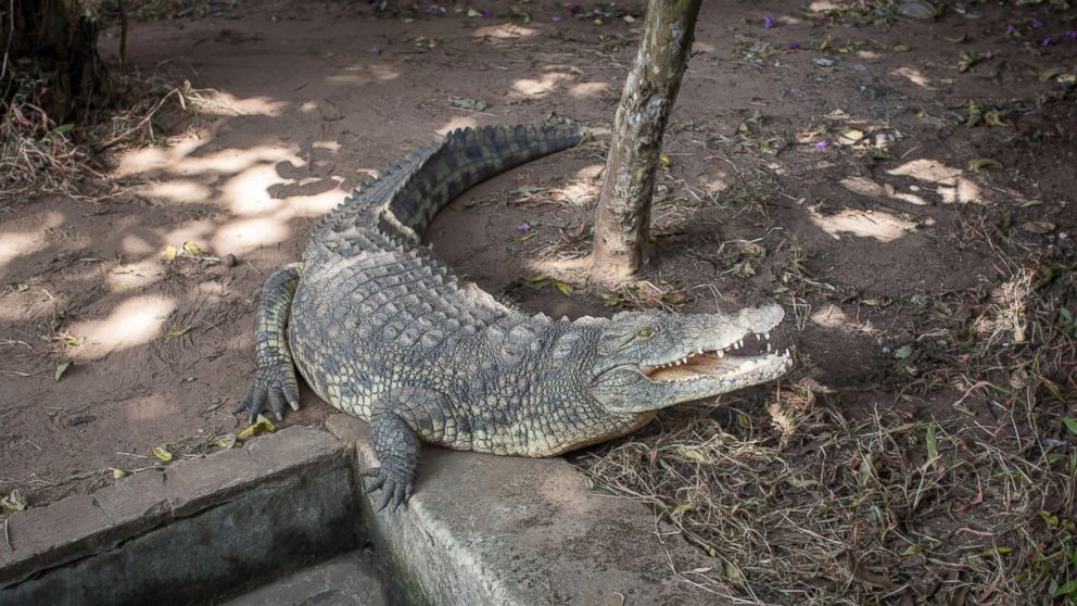 A Nile crocodile sits in the small zoo in Democratic Republic of Congo, May 30, 2015.