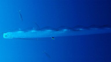 PHOTO: An Oarfish swims in underwater near Nassau, Bahamas and is one of only two that have ever been photographed alive.