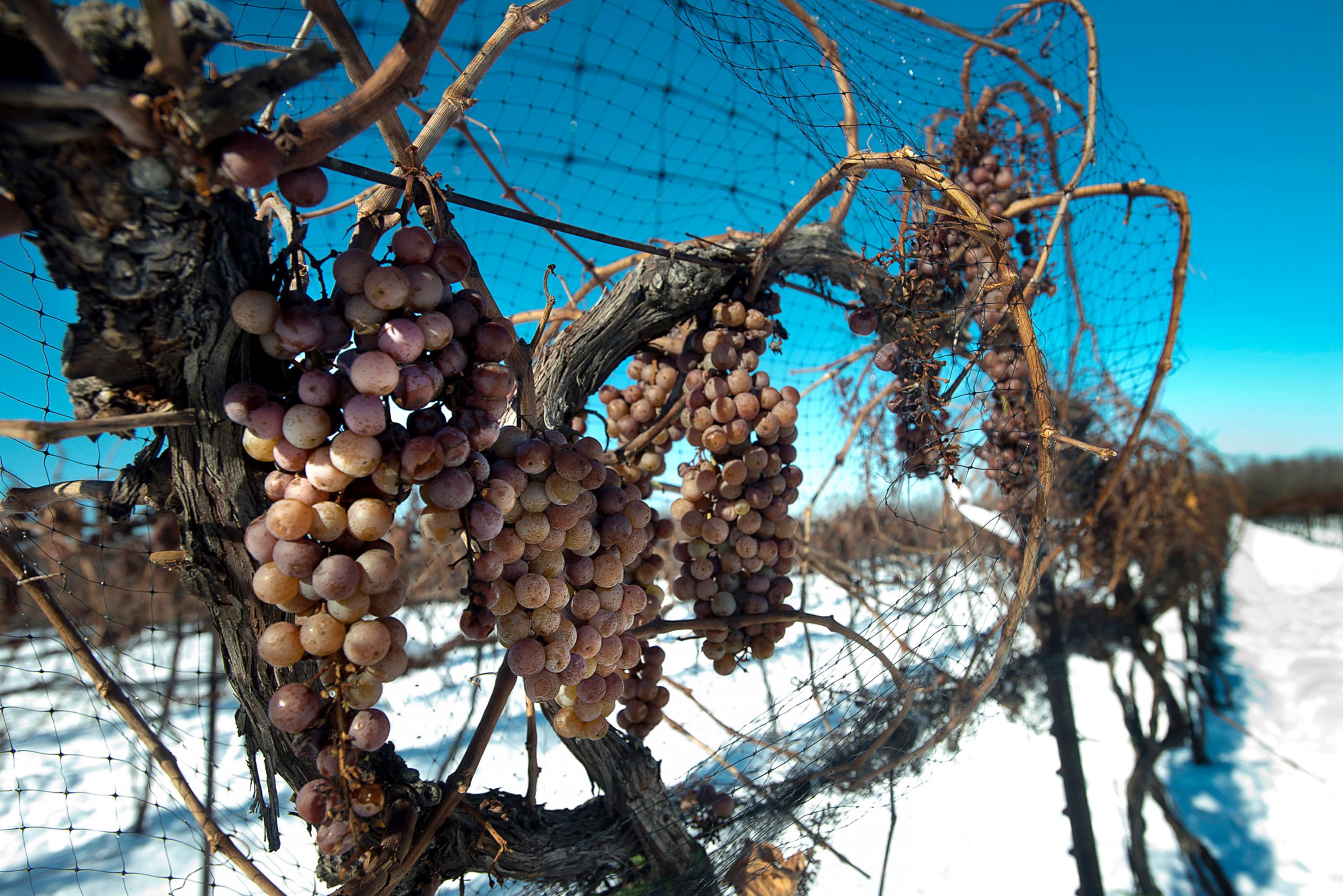 PHOTO: Vidal Blanc grapes hang from vines in the snow at the Ferrante Winery in Geneva, Ohio, Jan. 4, 2013. 