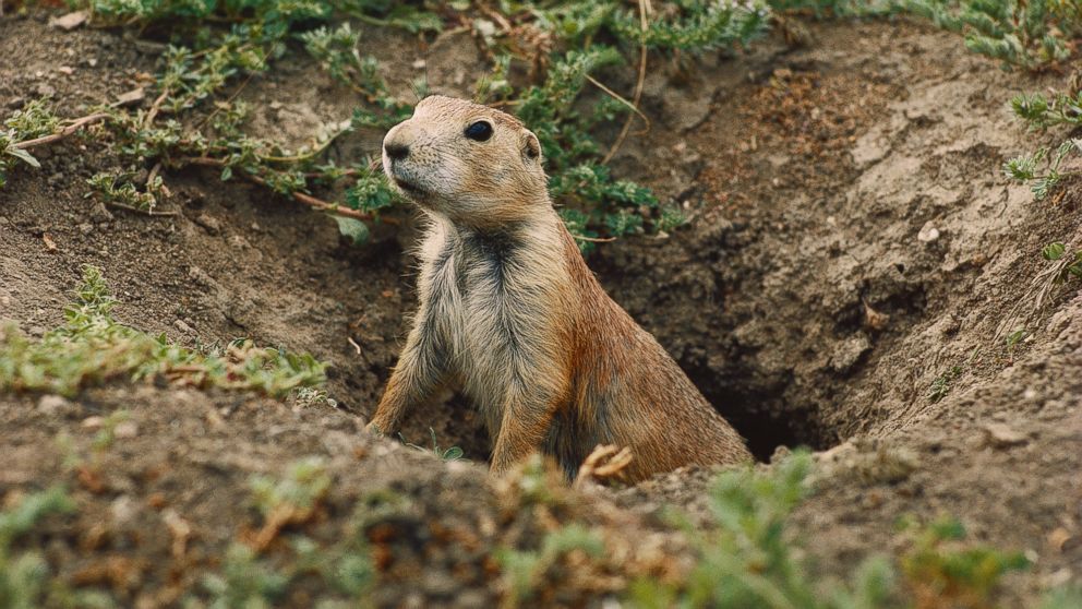 Plague Cluster Reported In Colorado Prairie Dogs Eyed Abc News,Corn On The Cob Recipe