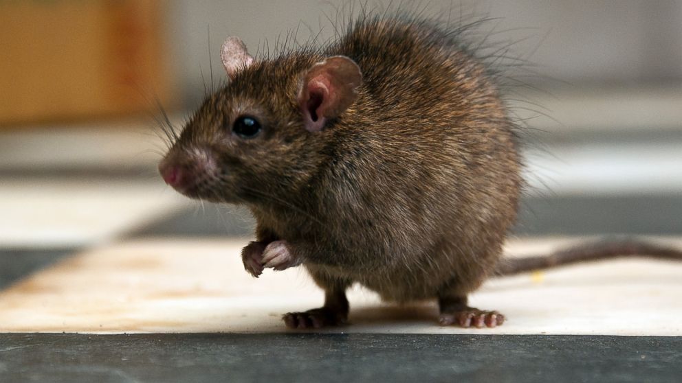 A rat is pictured in this stock photo. 