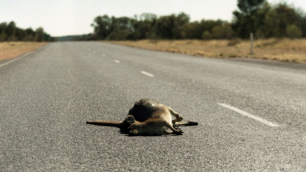 researchers-may-be-underestimating-roadkill-numbers