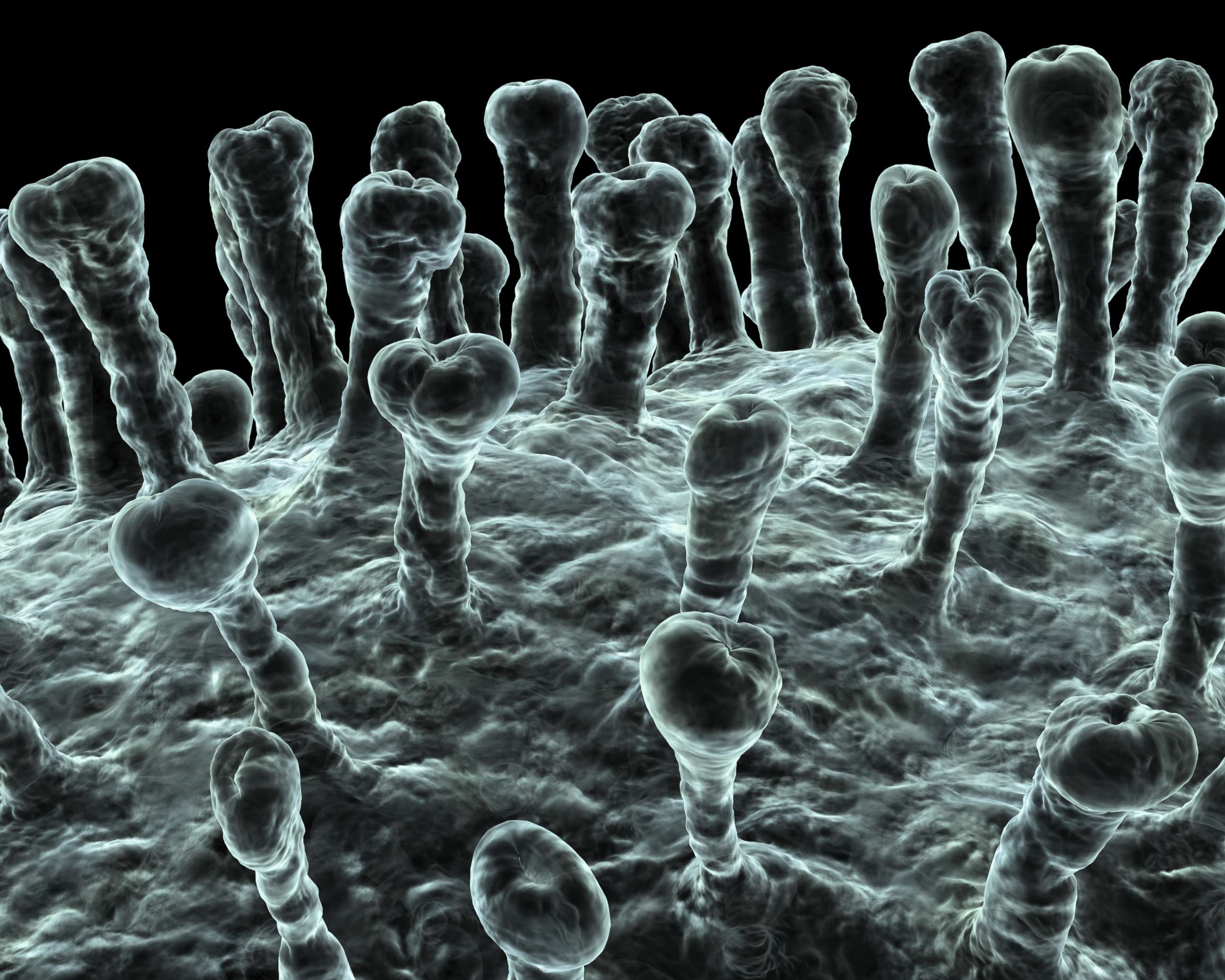 PHOTO: A close-up image of a coronavirus particle, which is part of a family of viruses that include the SARS, common-cold and MERS coronavirus. 