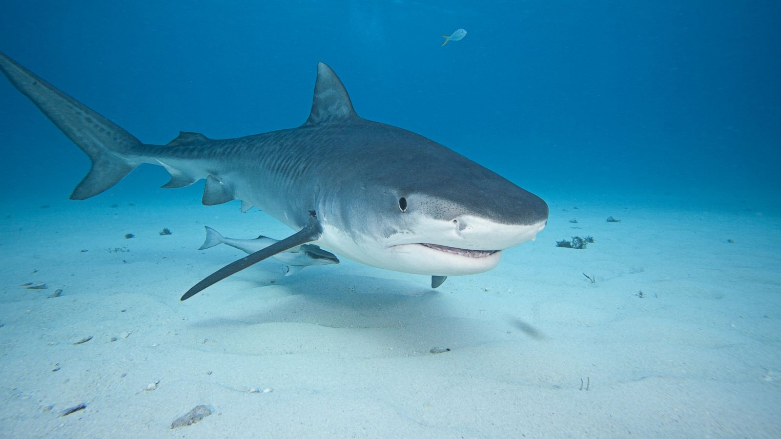 Vero Beach FL Shark Attacks: Understanding the Facts and Safety