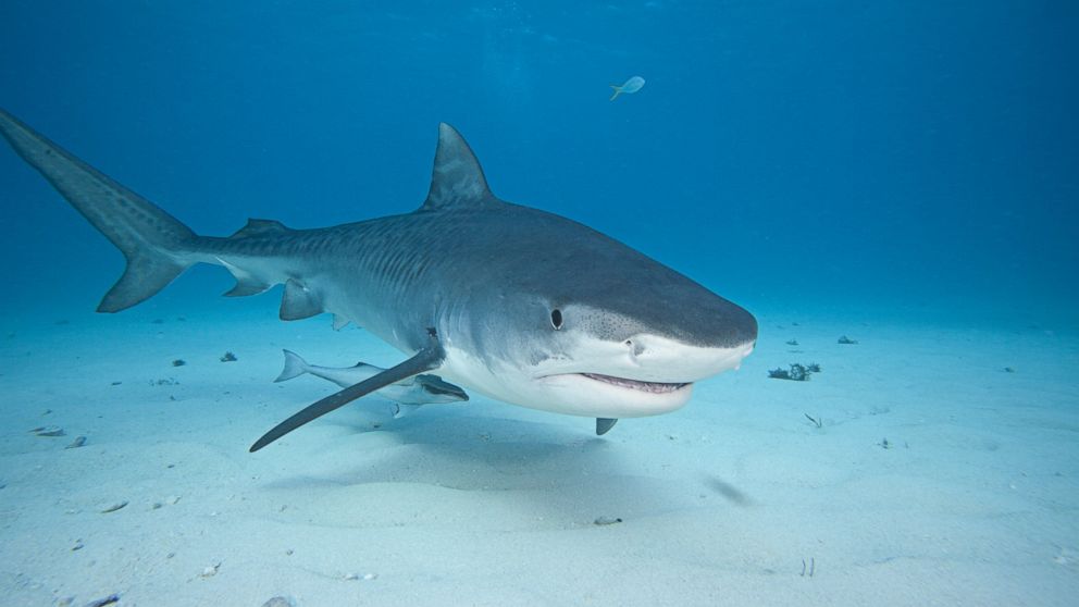 A shark is seen here in this undated file photo.
