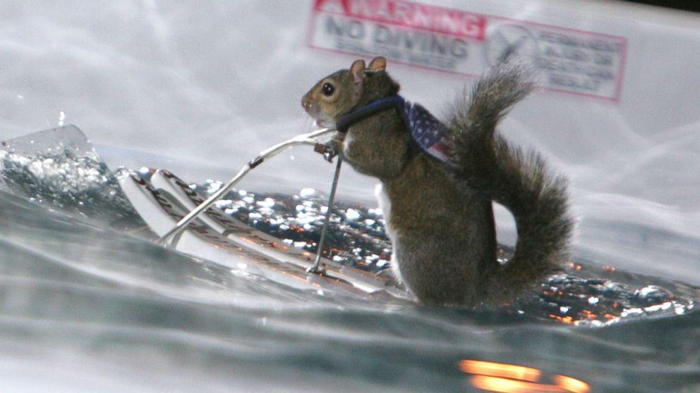 PHOTO: In this file photo, Twiggy the Water-Skiing Squirrel is pictured on "Late Show with David Letterman" in New York City on Nov. 29, 2004. 