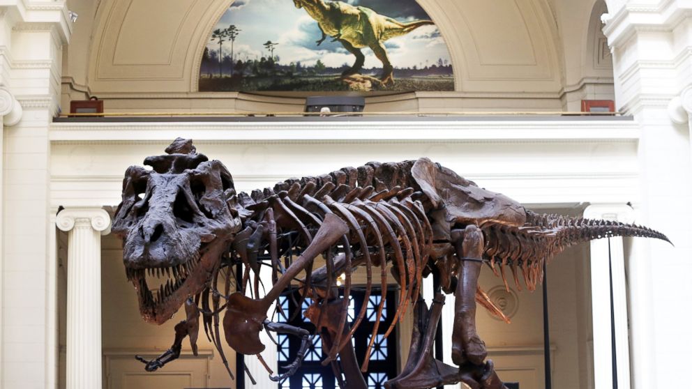 Sue, one of the largest, most extensive and best-preserved Tyrannosaurus rex specimens ever found, is displayed as part of the permanent collection at the Field Museum of Natural History in Chicago, Ill., in this April 1, 2014, file photo. 