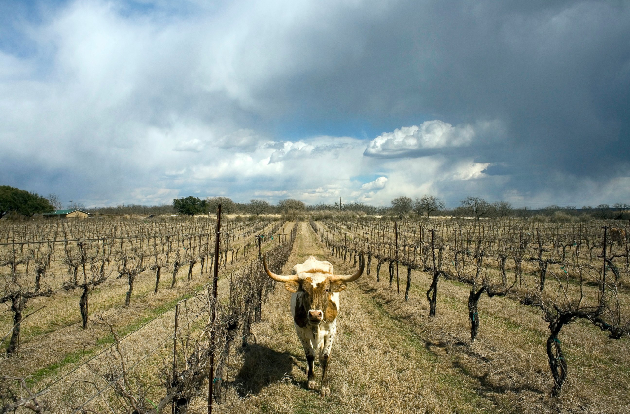 PHOTO: A longhorn cow wanders the rows of grapevines at Certenberg Vineyards, a winery owned by Alphonse Dotson in Voca, Texas, March 7, 2008. 