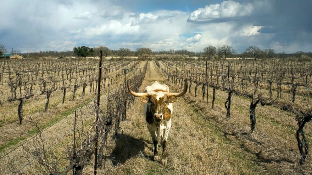 PHOTO: A longhorn cow wanders the rows of grapevines at Certenberg Vineyards, a winery owned by Alphonse Dotson in Voca, Texas, March 7, 2008. 