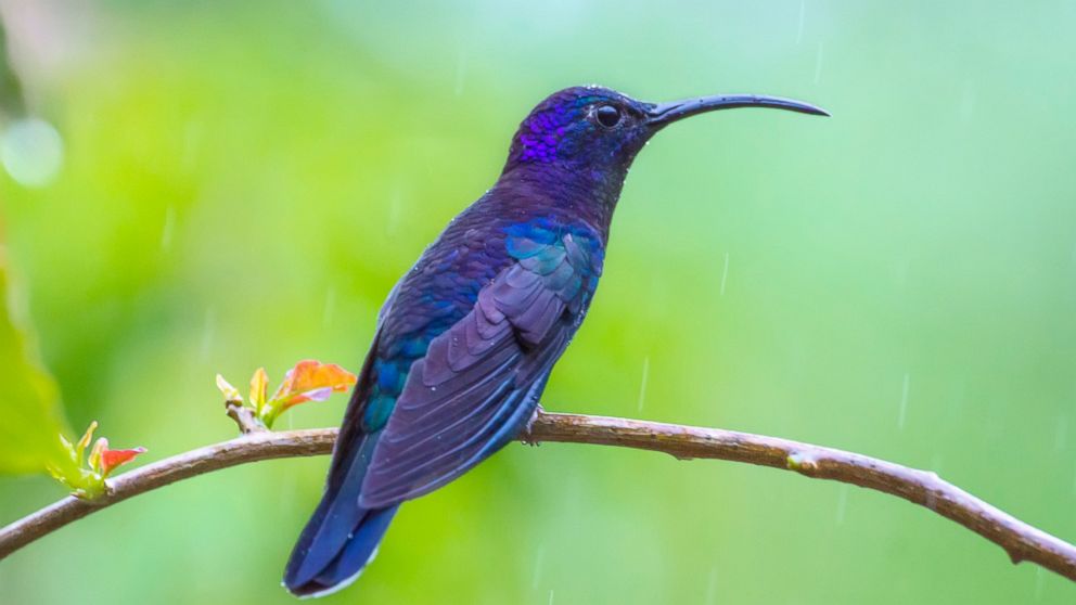 A Violet Sabrewing (Campylopterus hemileucurus) poses on a branch in this undated stock photo.  