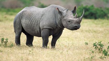 PHOTO: The Western Black Rhinoceros has been declared extinct.