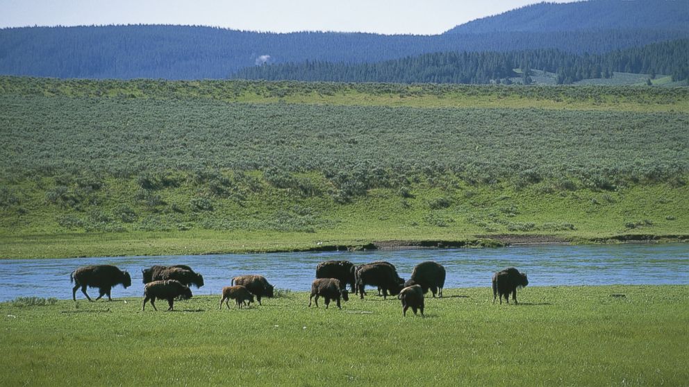 Bisons are pictured grazing in Yellowstone National Park on Dec. 16, 2008.
