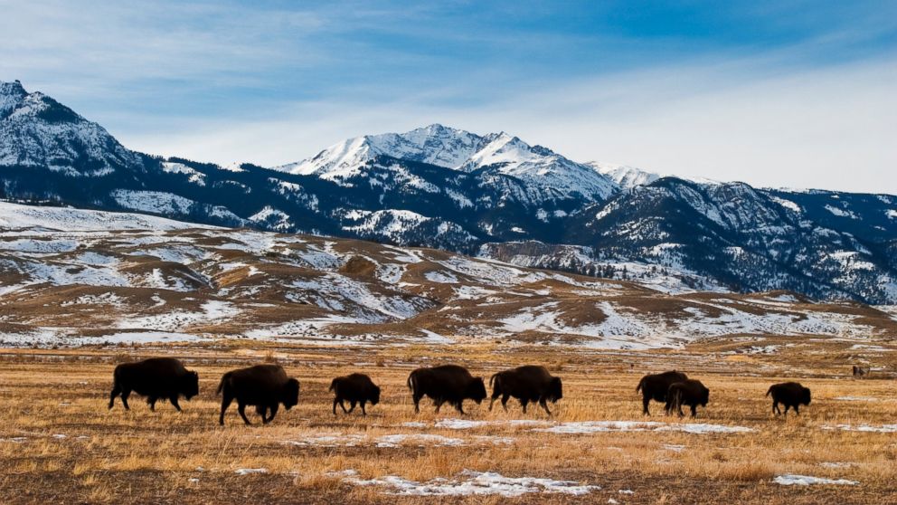 PHOTO: Bison migration is pictured in Yellowstone National Park. 