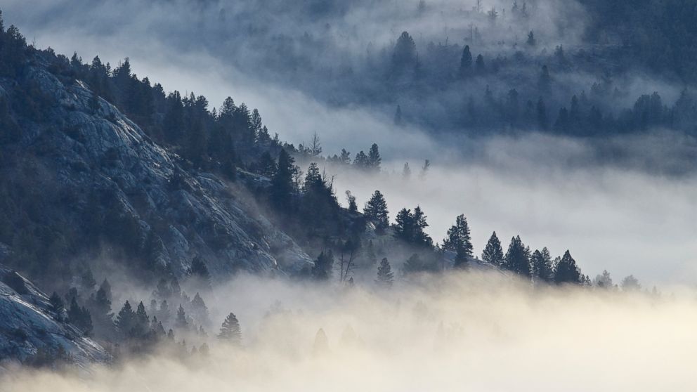 Fog is seen among the mountains and evergreens in Yellowstone National Park in Wyoming.