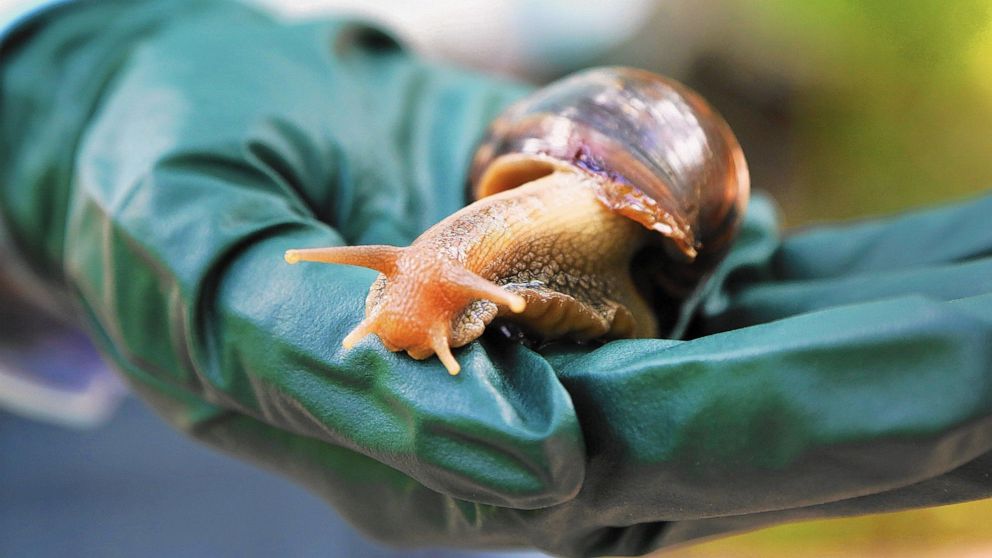 PHOTO: The quarantine comes weeks after state officials found the snail in the Miramar area of Broward County, Florida, according to the Florida Department of Agriculture and Consumer Services.