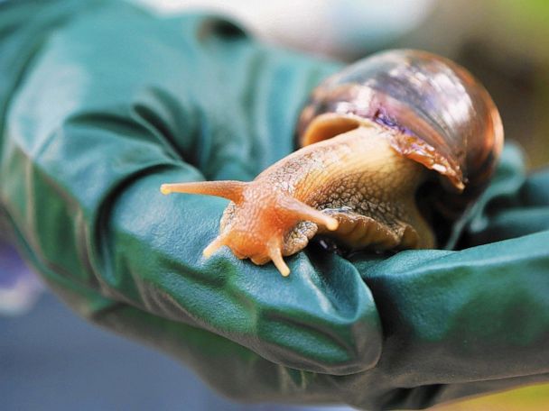 Giant African land snail spotted in Florida, section of county under  quarantine: Officials - ABC News