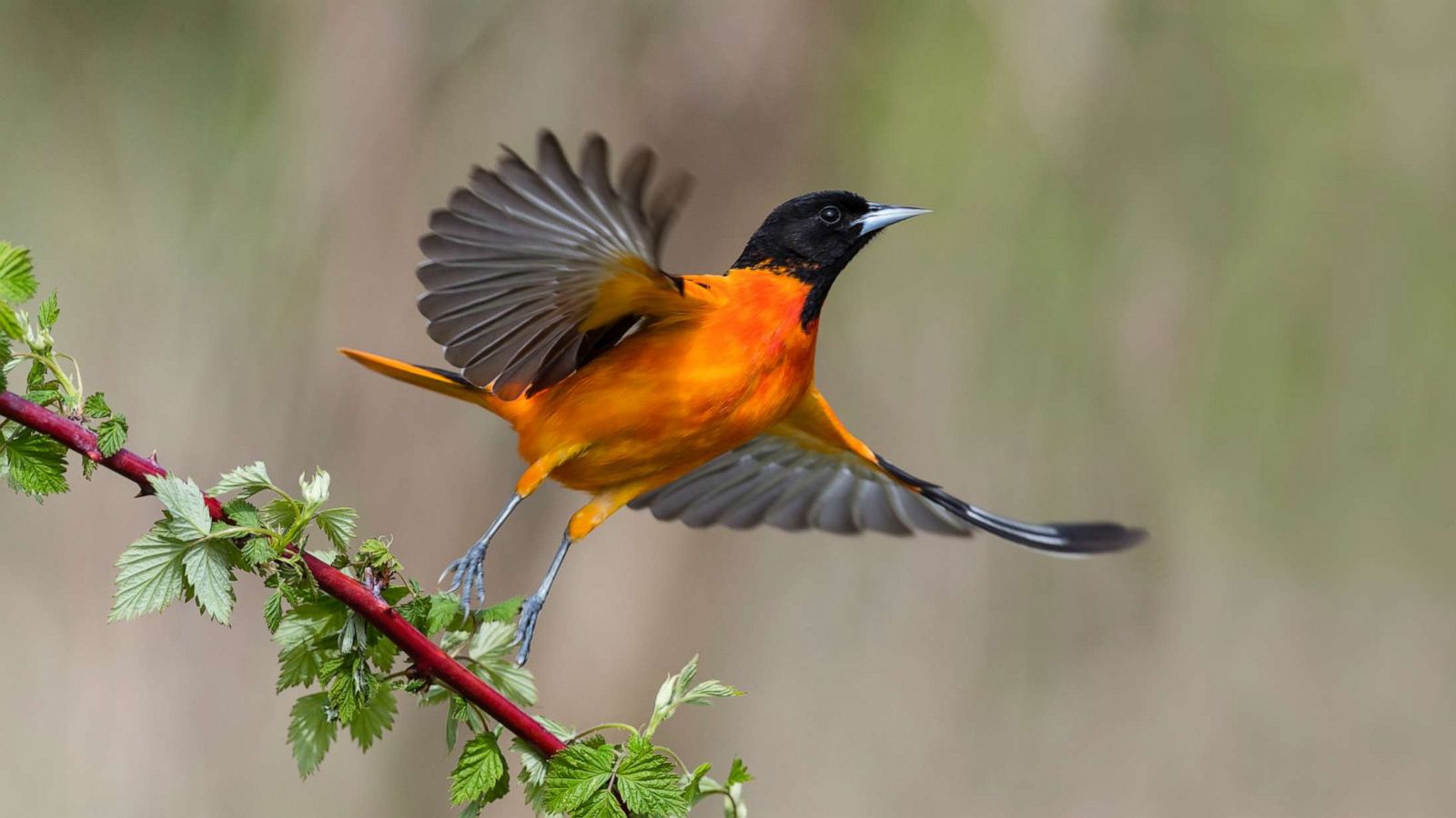 Two-thirds of birds in North America at risk of extinction due to climate  change: Report - ABC News