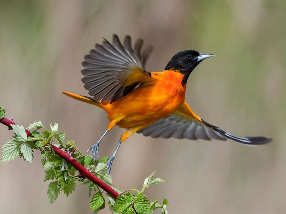 PHOTO: Baltimore Oriole, Icterus galbula, in flight.