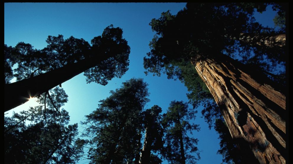 Beloved California Giant Sequoia Tree Felled By Storm Abc News 